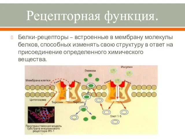 Рецепторная функция. Белки-рецепторы – встроенные в мембрану молекулы белков, способных изменять свою