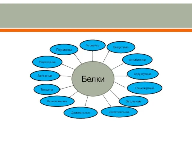 Белки Ферменты Защитные Антибиотики Структурные Двигательные Защитные Токсины Запасные Рецепторные Гормоны Каталитические Транспортные Сократительные