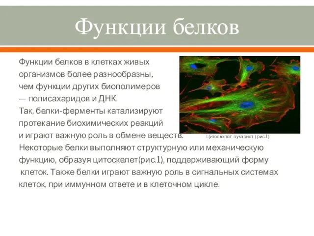 Функции белков Функции белков в клетках живых организмов более разнообразны, чем функции
