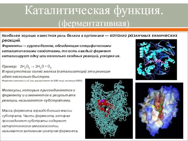 Каталитическая функция. (ферментативная) Наиболее хорошо известная роль белков в организме — катализ