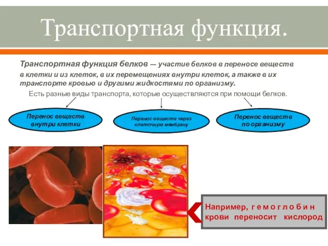 Транспортная функция. Транспортная функция белков — участие белков в переносе веществ в