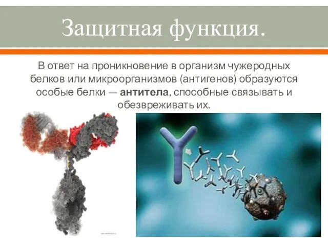 Защитная функция. В ответ на проникновение в организм чужеродных белков или микроорганизмов