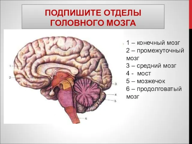 ПОДПИШИТЕ ОТДЕЛЫ ГОЛОВНОГО МОЗГА 1 – конечный мозг 2 – промежуточный мозг