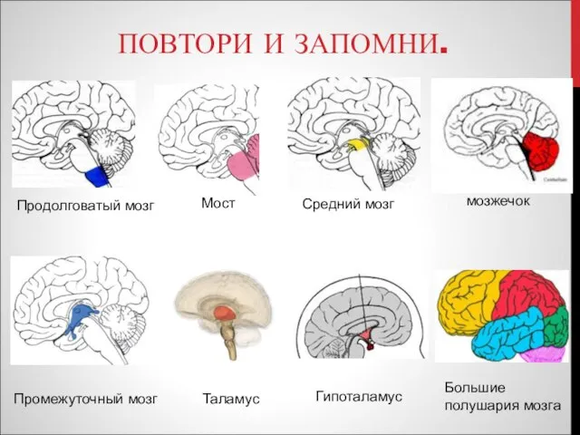 ПОВТОРИ И ЗАПОМНИ. Промежуточный мозг Таламус Продолговатый мозг Средний мозг Мост Гипоталамус мозжечок Большие полушария мозга