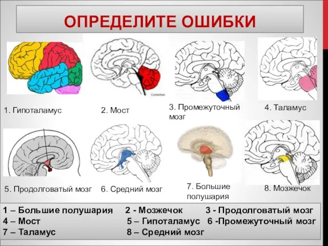 ОПРЕДЕЛИТЕ ОШИБКИ 1. Гипоталамус 2. Мост 3. Промежуточный мозг 5. Продолговатый мозг