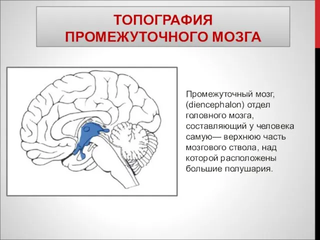 ТОПОГРАФИЯ ПРОМЕЖУТОЧНОГО МОЗГА Промежуточный мозг, (diencephalon) отдел головного мозга, составляющий у человека