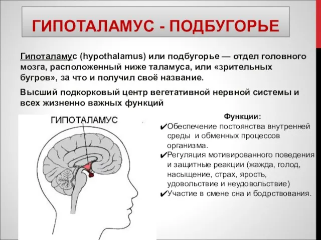 ГИПОТАЛАМУС - ПОДБУГОРЬЕ Гипоталамус (hypothalamus) или подбугорье — отдел головного мозга, расположенный