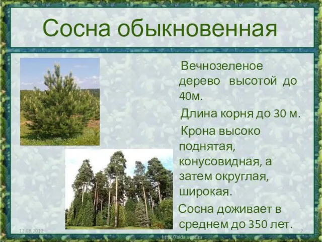 Сосна обыкновенная Вечнозеленое дерево высотой до 40м. Длина корня до 30 м.