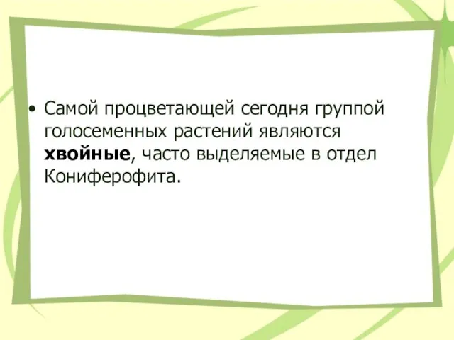 Самой процветающей сегодня группой голосеменных растений являются хвойные, часто выделяемые в отдел Кониферофита.