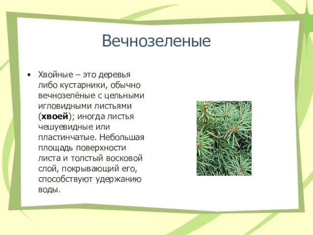 Вечнозеленые Хвойные – это деревья либо кустарники, обычно вечнозелёные с цельными игловидными