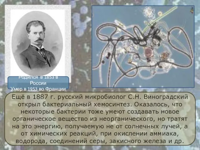 Ещё в 1887 г. русский микробиолог С.Н. Виноградский открыл бактериальный хемосинтез. Оказалось,