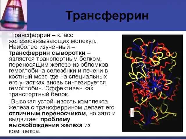 Трансферрин Трансферрин – класс железосвязывающих молекул. Наиболее изученный – трансферрин сыворотки –
