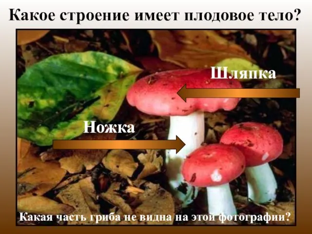 Какое строение имеет плодовое тело? Какая часть гриба не видна на этой фотографии?