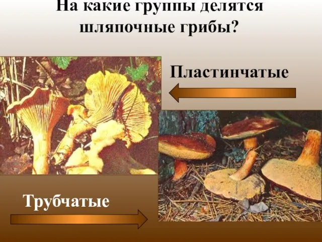На какие группы делятся шляпочные грибы?