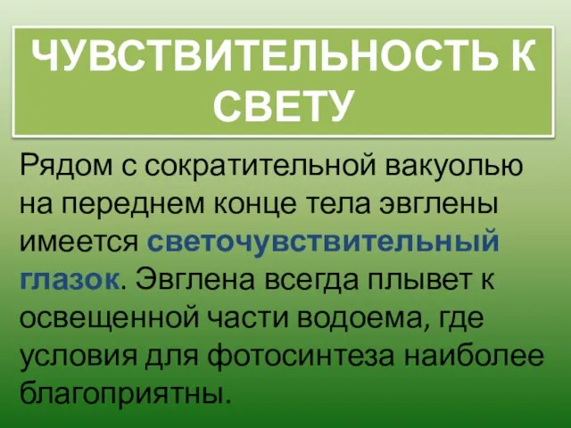 Рядом с сократительной вакуолью на переднем конце тела эвглены имеется светочувствительный глазок.