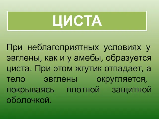 При неблагоприятных условиях у эвглены, как и у амебы, образуется циста. При