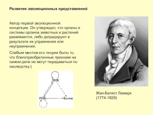 Развитие эволюционных представлений Жан-Батист Ламарк (1774-1829) Автор первой эволюционной концепции. Он утверждал,