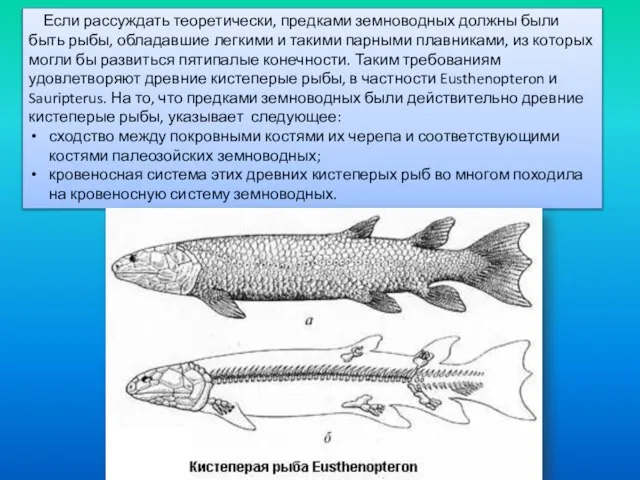Если рассуждать теоретически, предками земноводных должны были быть рыбы, обладавшие легкими и