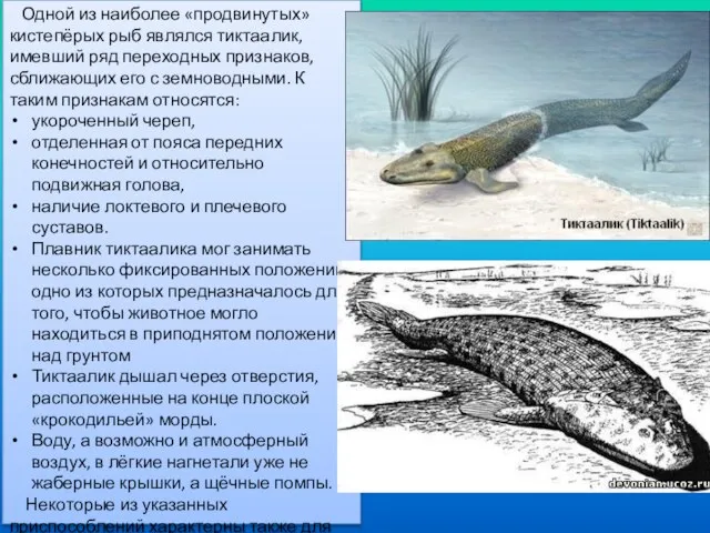 Одной из наиболее «продвинутых» кистепёрых рыб являлся тиктаалик, имевший ряд переходных признаков,