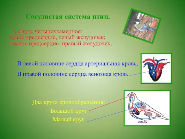 Сосудистая система птиц. Сердце четырехкамерное: левое предсердие, левый желудочек; правое предсердие, правый