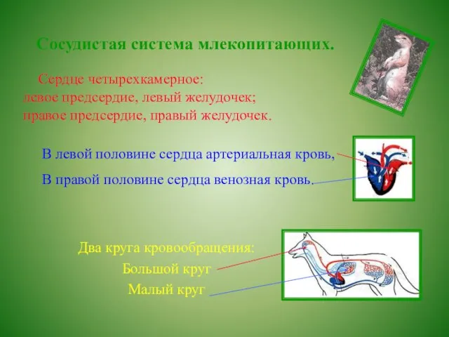 Сосудистая система млекопитающих. Сердце четырехкамерное: левое предсердие, левый желудочек; правое предсердие, правый