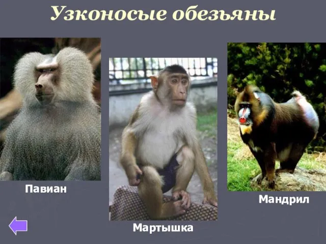 Узконосые обезьяны Мартышка Мандрил Павиан
