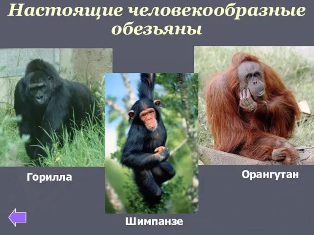 Настоящие человекообразные обезьяны Шимпанзе Орангутан Горилла