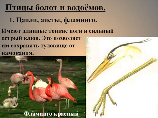 Птицы болот и водоёмов. 1. Цапли, аисты, фламинго. Имеют длинные тонкие ноги