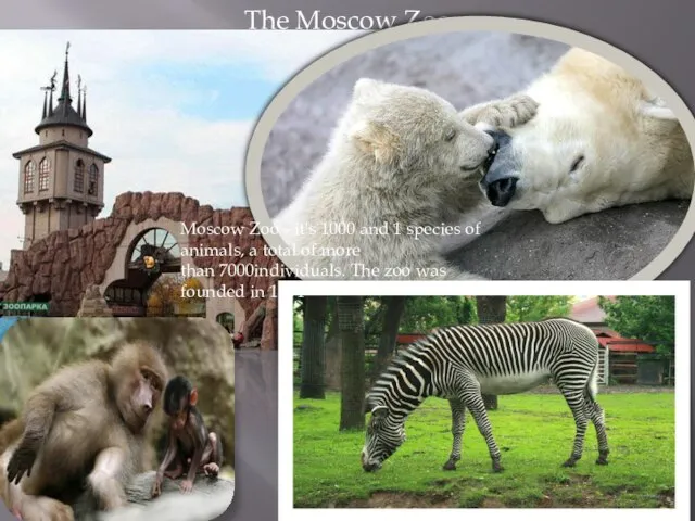 The Moscow Zoo Moscow Zoo - it's 1000 and 1 species of
