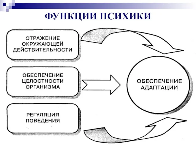 ФУНКЦИИ ПСИХИКИ