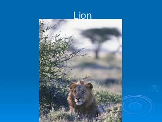 Lion