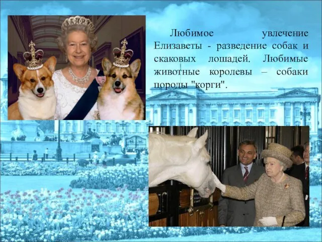 Любимое увлечение Елизаветы - разведение собак и скаковых лошадей. Любимые животные королевы – собаки породы "корги".