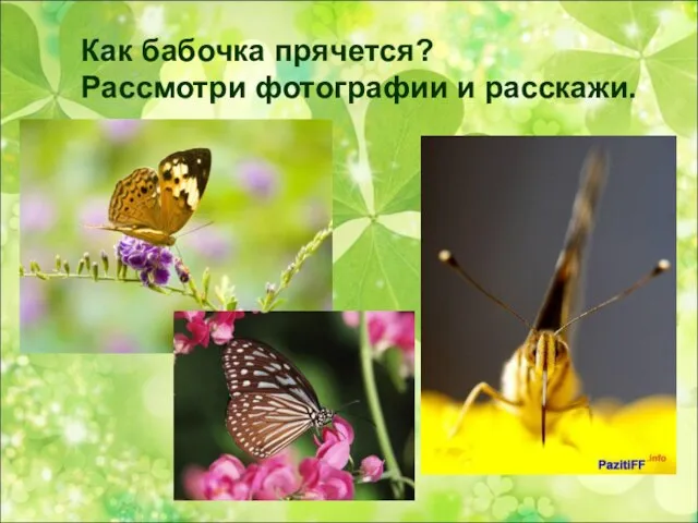 Как бабочка прячется? Рассмотри фотографии и расскажи.