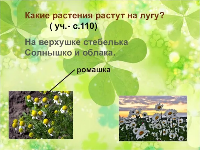 Какие растения растут на лугу? ( уч.- с.110) На верхушке стебелька Солнышко и облака. ромашка