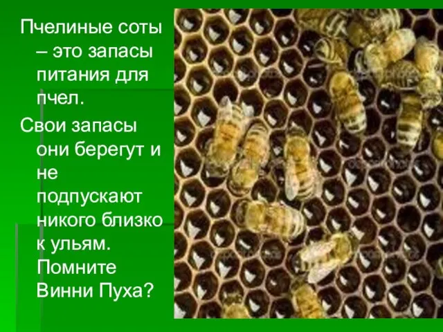 Пчелиные соты – это запасы питания для пчел. Свои запасы они берегут