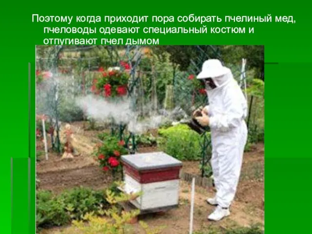Поэтому когда приходит пора собирать пчелиный мед, пчеловоды одевают специальный костюм и отпугивают пчел дымом