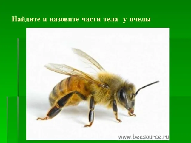 Найдите и назовите части тела у пчелы