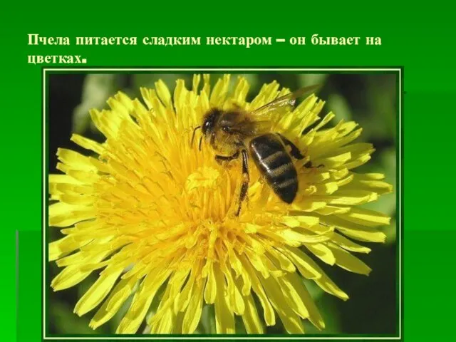 Пчела питается сладким нектаром – он бывает на цветках.