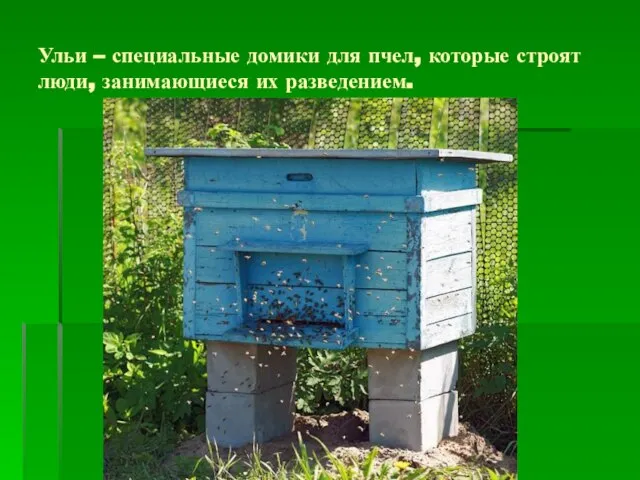 Ульи – специальные домики для пчел, которые строят люди, занимающиеся их разведением.