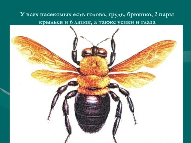 У всех насекомых есть голова, грудь, брюшко, 2 пары крыльев и 6