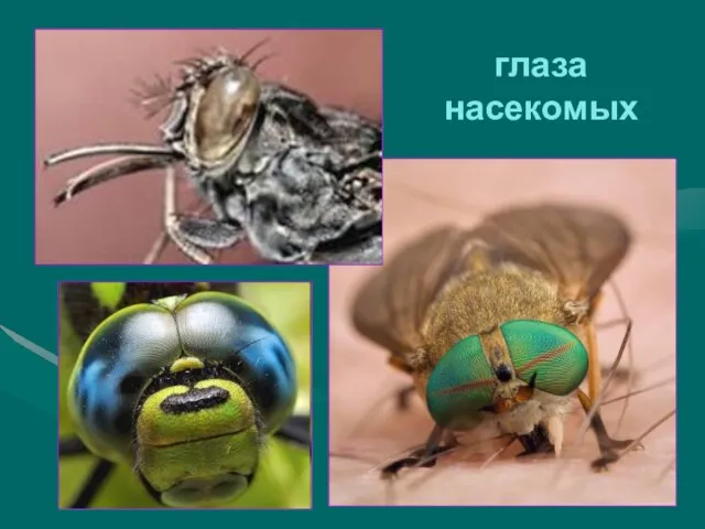 глаза насекомых