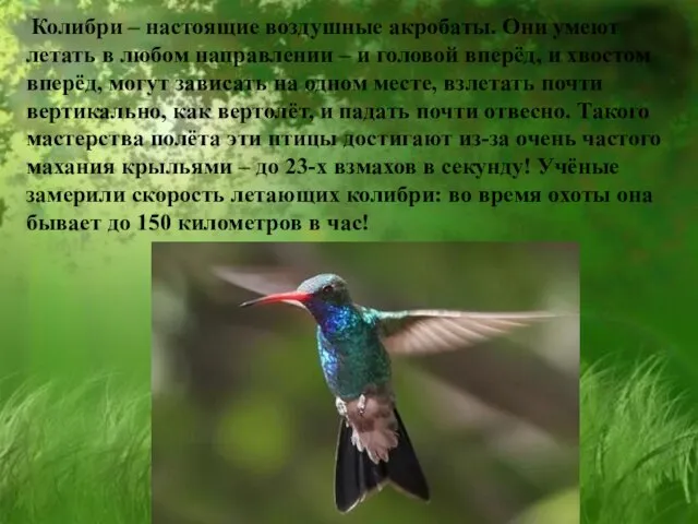 Колибри – настоящие воздушные акробаты. Они умеют летать в любом направлении –