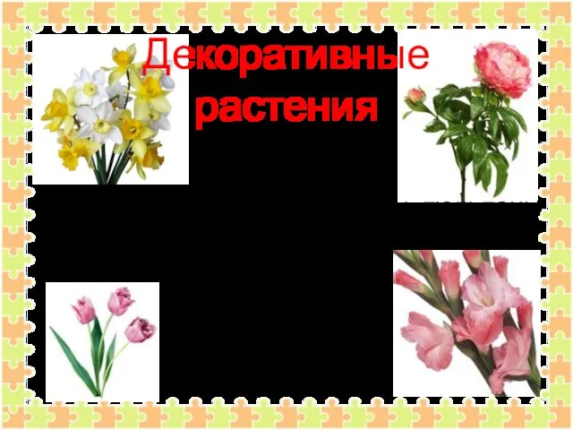 Декоративные растения Пионы, нарциссы, гладиолусы, тюльпаны – это цветы. Их выращивают на клумбах для красоты.