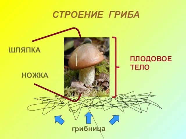 грибница НОЖКА ШЛЯПКА ПЛОДОВОЕ ТЕЛО СТРОЕНИЕ ГРИБА