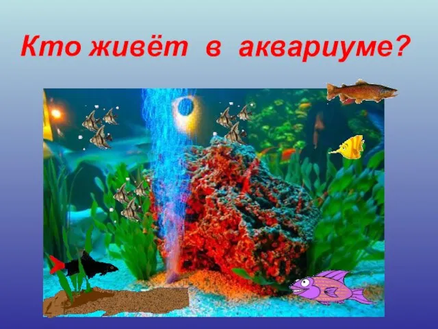 Презентация на тему Кто живет в аквариуме?