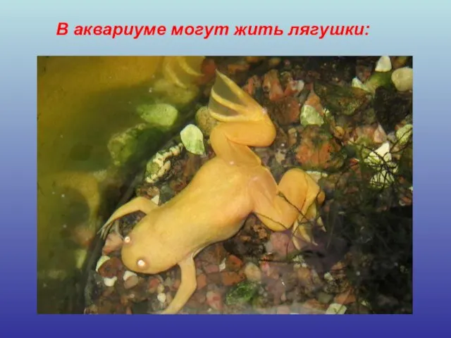 В аквариуме могут жить лягушки: