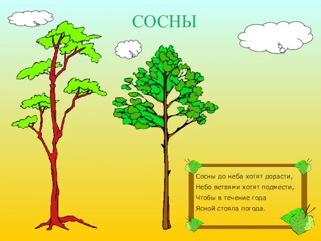 СОСНЫ Сосны до неба хотят дорасти, Небо ветвями хотят подмести, Чтобы в