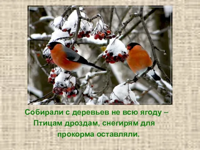 Собирали с деревьев не всю ягоду – Птицам дроздам, снегирям для прокорма оставляли.