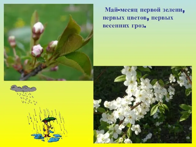Май-месяц первой зелени, первых цветов, первых весенних гроз.