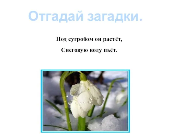 Отгадай загадки. Под сугробом он растёт, Снеговую воду пьёт.